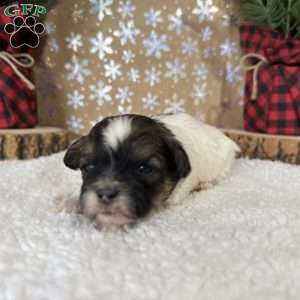 Chevelle, Shih-Poo Puppy